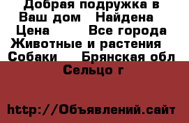 Добрая подружка,в Ваш дом!!!Найдена › Цена ­ 10 - Все города Животные и растения » Собаки   . Брянская обл.,Сельцо г.